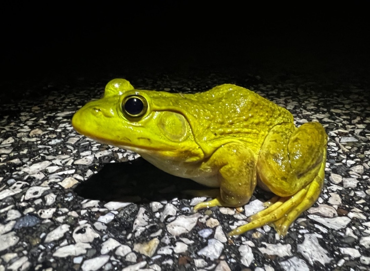 American Bullfrog
